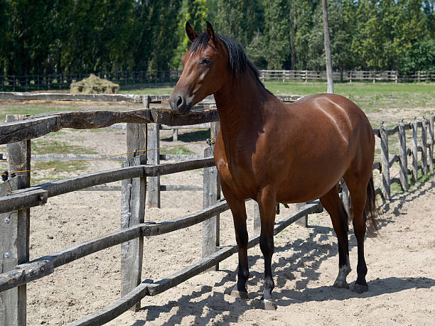 Horse marrón - foto de stock