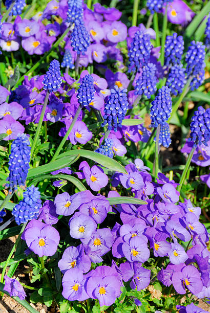 istock Delicate Purple Pansies & Minature Bluebells 92686174