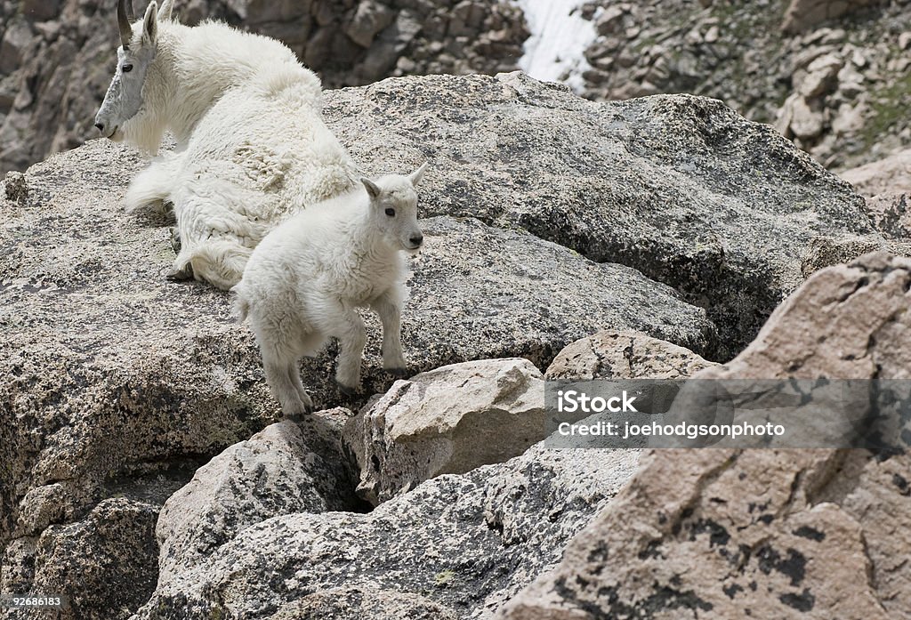 Jumping Goat  Jumping Stock Photo