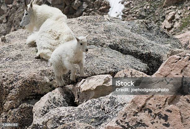 Jumping Goat Stock Photo - Download Image Now - Jumping, Rock - Object, Young Goat - Kid