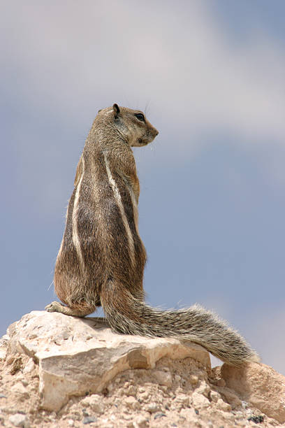 Rock Squirrel stock photo