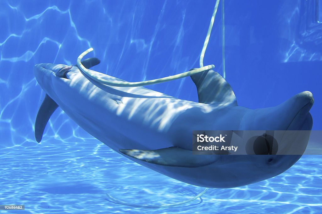 Dolphin  Animal Stock Photo