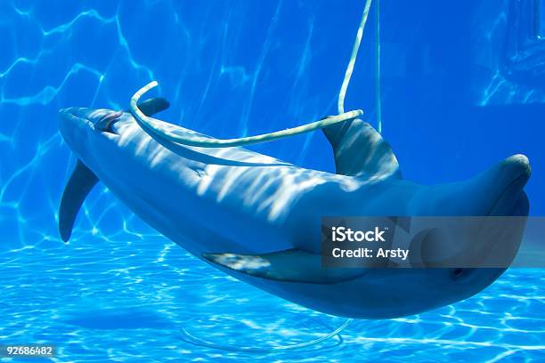 Dolphin Stock Photo - Download Image Now - Animal, Animal Fin, Animals In Captivity