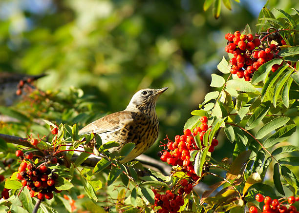 istock Berries of a rowan and bird 92686526