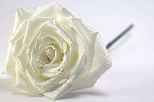 White Rose, Rosa Rosaceae, Horizontal stock photo