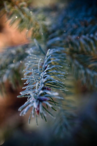 Icy Pine Needles stock photo