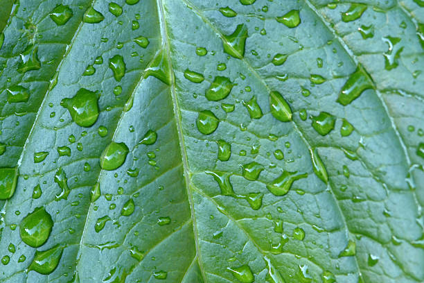 istock Green wet leaf with drops of dew 92686982