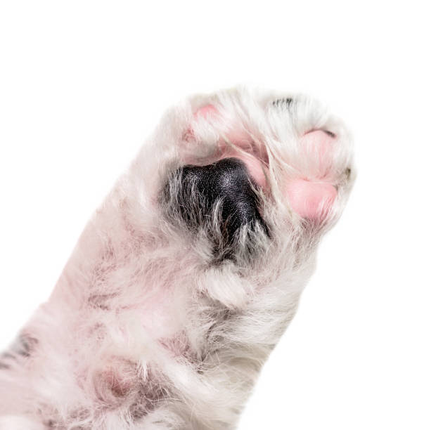 istock close up puppy paw isolated on white background 926869826