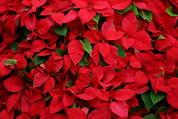 An arrangement of beautiful poinsettias An arrangement of a lot of poinsettias. Suitable for a background in a christmas design. poinsettia stock pictures, royalty-free photos & images