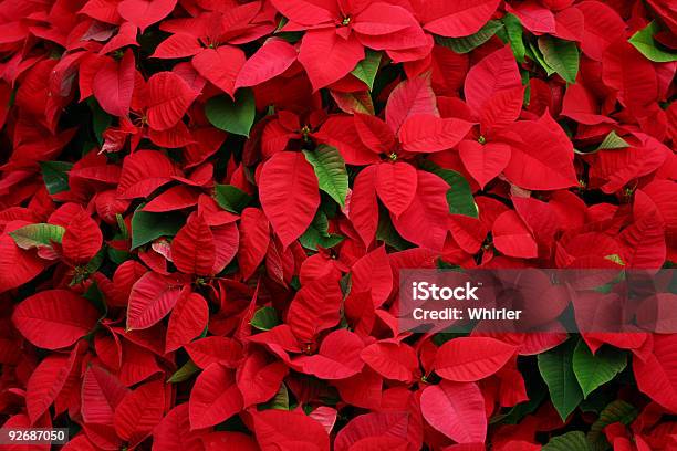 An Arrangement Of Beautiful Poinsettias Stock Photo - Download Image Now - Poinsettia, Backgrounds, Christmas