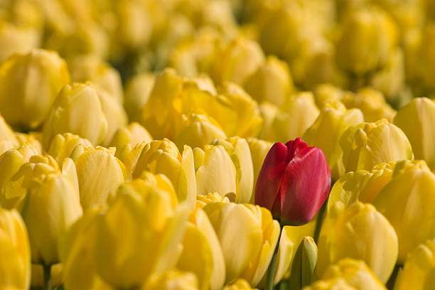 istock single red tulip in a field of yellow tulips 92687070