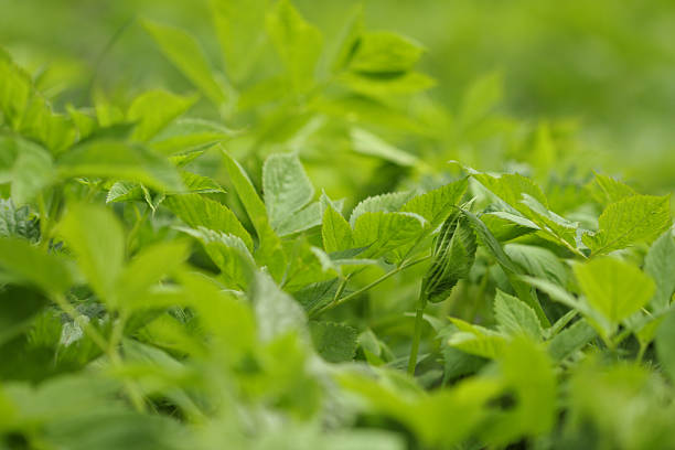 Fresh nettle plantlet Freshly grown nettle close-up macro plantlet stock pictures, royalty-free photos & images