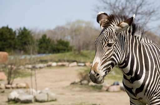 several zebras in the zoo of Kaiserslautern, Germany
