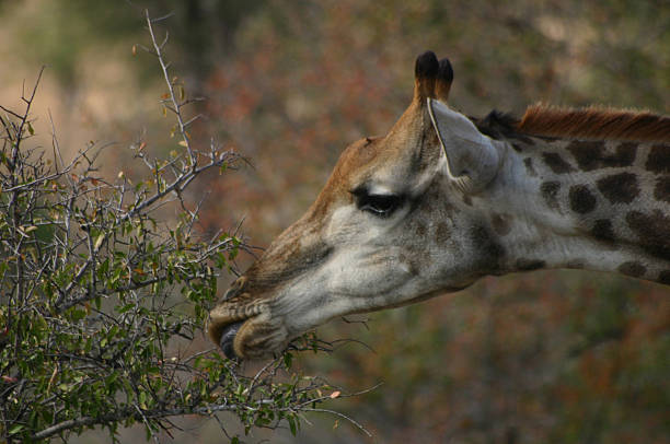 giraffe - cheak stock-fotos und bilder