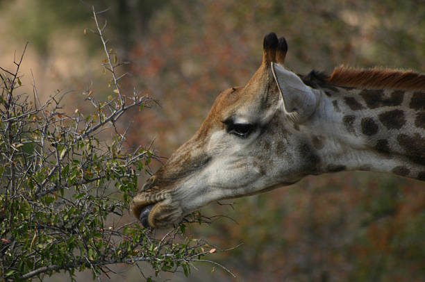 girafa - cheak - fotografias e filmes do acervo