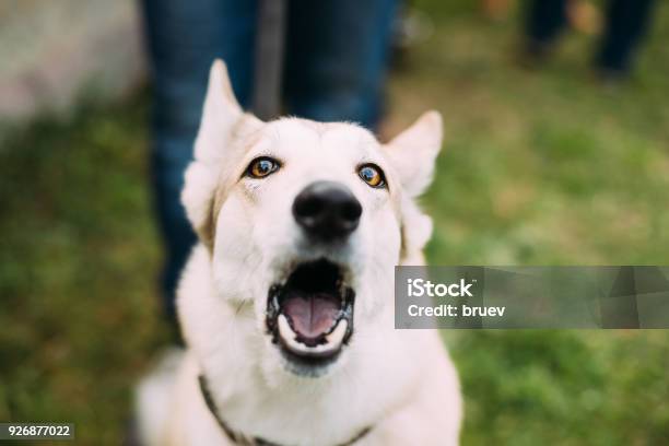 Photo libre de droit de Blanc Sans Élevage Husky Eskimo Chien Aboyer En Herbe Verte banque d'images et plus d'images libres de droit de Aboiement