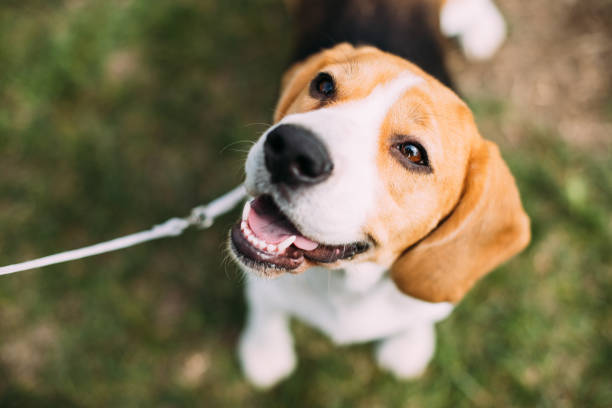 bellissimo cucciolo tricolore di beagle inglese seduto su erba verde. cane sorridente - dog pets healthy lifestyle cheerful foto e immagini stock
