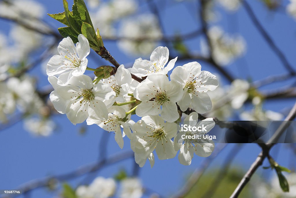 Tree branch en flor - Foto de stock de Aire libre libre de derechos