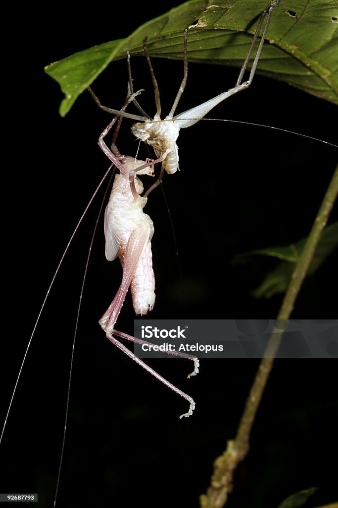 Bush cricket Muer la peau - Photo de Mue libre de droits