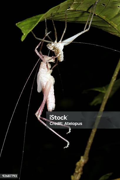 Bush Excreção De Críquete Pele - Fotografias de stock e mais imagens de Gafanhoto verde norte-americano - Gafanhoto verde norte-americano, Muda, América Latina