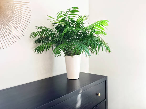pianta di palma salotto che decora il comò in legno nero - pianta nana foto e immagini stock