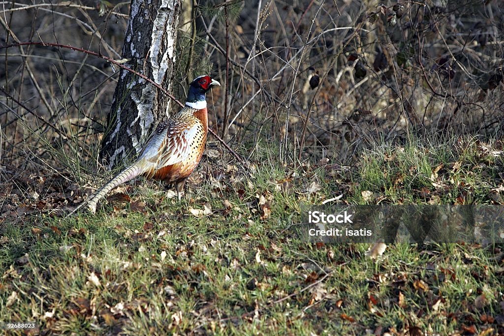 golden pheasant - Lizenzfrei Farbbild Stock-Foto