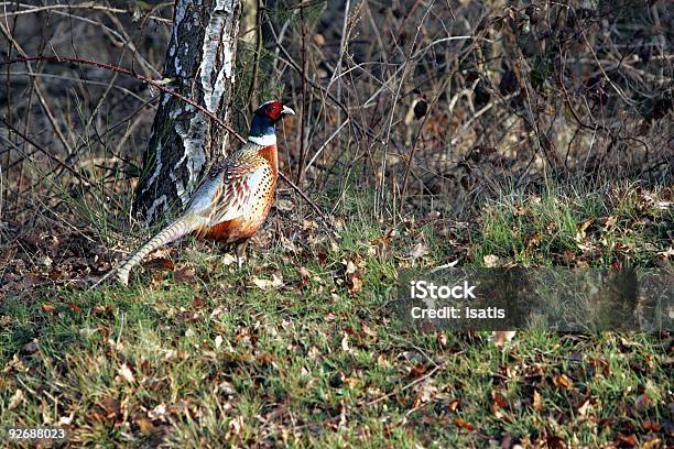 Golden Pheasant Stockfoto und mehr Bilder von Farbbild - Farbbild, Fasan, Fasanenfleisch