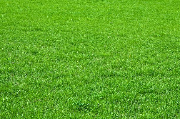 Green grass stock photo