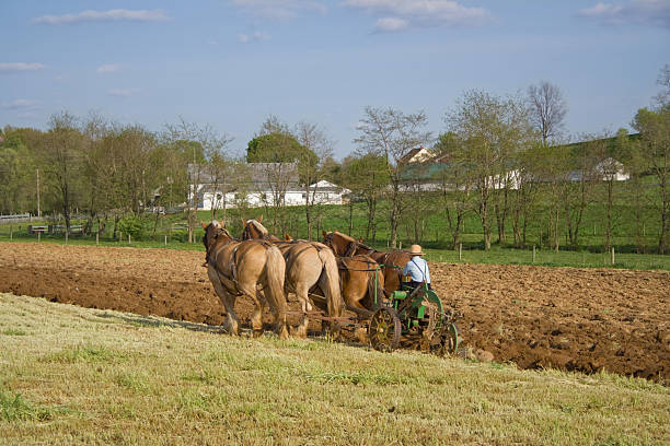 A man plowing a farm with horses An Amish boy plowing with horses in Lancaster County,Pennsylvania. amish photos stock pictures, royalty-free photos & images