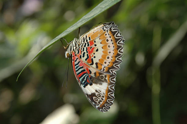 istock Lace Wing Butterfly Clinging Upside Down to a Leaf 92688282