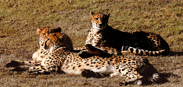 Cheetah's stock photo