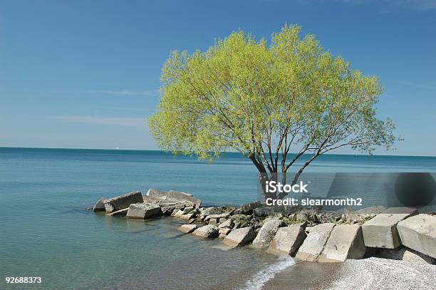 Weide Am Strand Stockfoto und mehr Bilder von Baum - Baum, Beton, Blatt - Pflanzenbestandteile