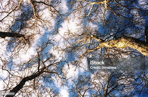 Foto de Céu Através De Galhos e mais fotos de stock de Azul - Azul, Biologia, Bosque - Floresta