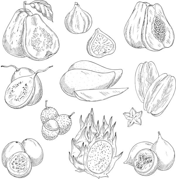 벡터 이��국적인 과일 스케치 고립 된 아이콘 - guava vegetable tropical climate fruit stock illustrations