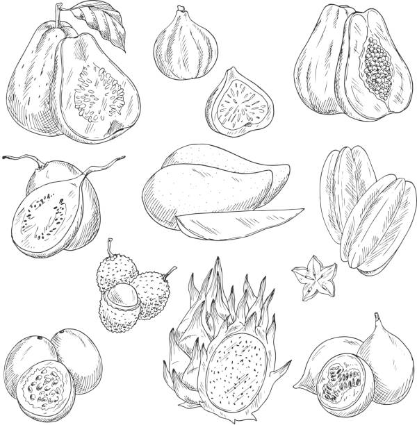 вектор экзотических фруктов эскиз изолированных иконок - guava vegetable tropical climate fruit stock illustrations