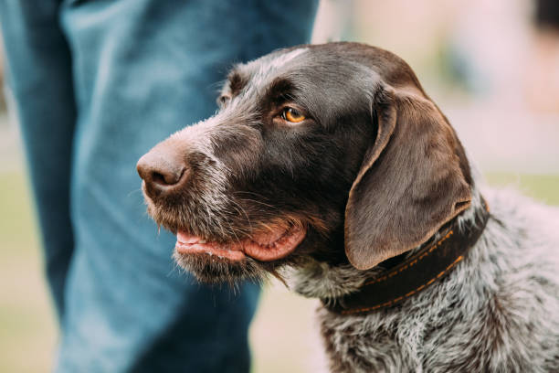 Close View Of Black German Wirehaired Pointer Dog Close View Of Black German Wirehaired Pointer Dog. deutsch drahthaar stock pictures, royalty-free photos & images