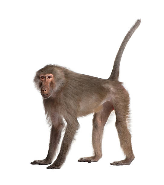 ヒヒ-simia hamadryas - 猿 ストックフォトと画像