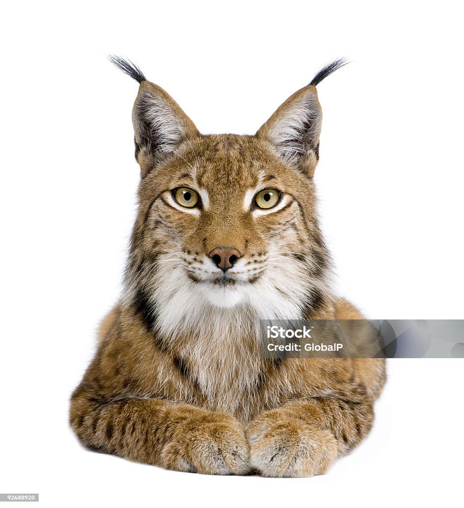 Lynx eurasien (cinq ans - Photo de Lynx libre de droits