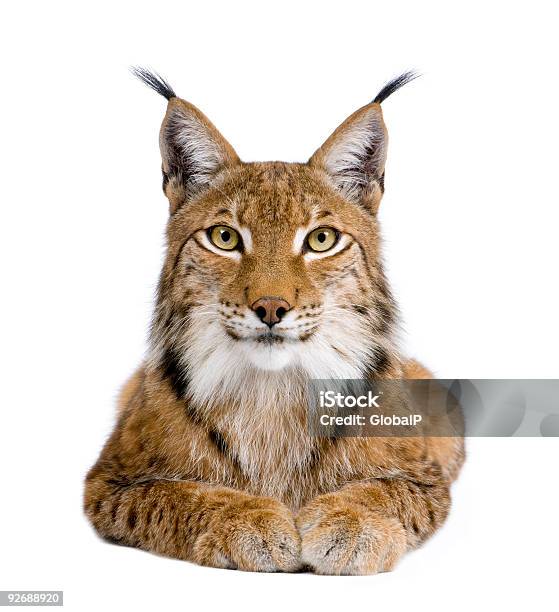 Five Year Old Eurasian Lynx On White Background Stock Photo - Download Image Now - Lynx, Bobcat, Front View