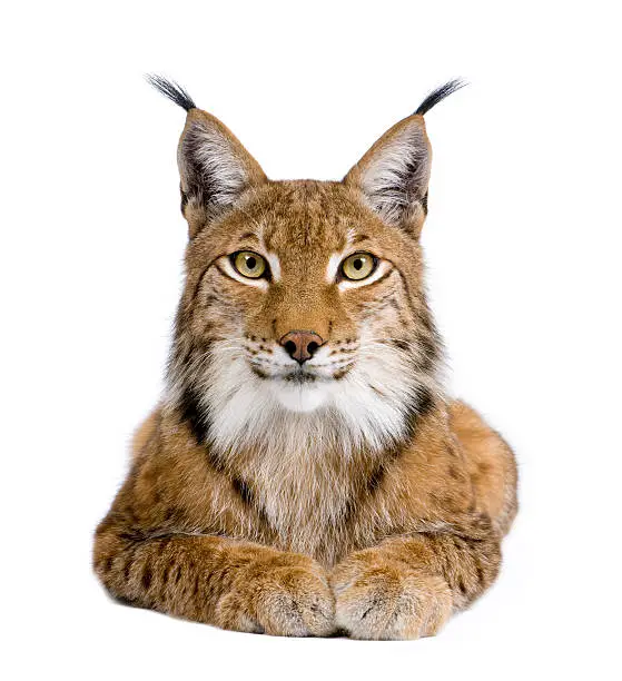 Eurasian Lynx (5 years old) in front of a white background.