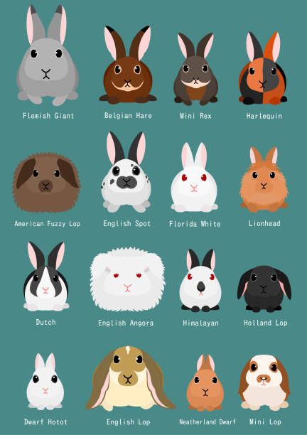 ウサギの品種のグラフ - アンゴラうさぎ点のイラスト素材／クリップアート素材／マンガ素材／アイコン素材