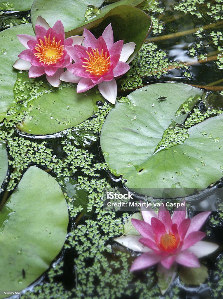 Waterlilies - Foto de stock de Nenúfar libre de derechos