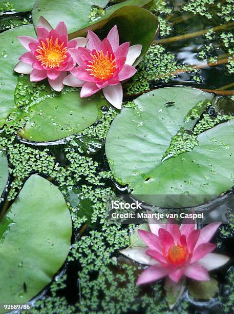 Waterlilies 수련속에 대한 스톡 사진 및 기타 이미지 - 수련속, 클로드 모네, 클로드 모네 재단