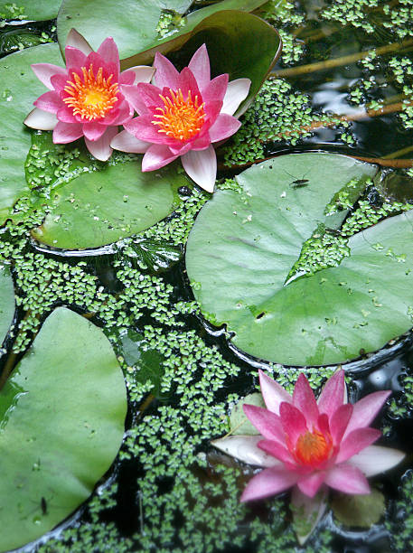 Bright pink water lilies and green leaves in a pond Waterlilies foundation claude monet photos stock pictures, royalty-free photos & images