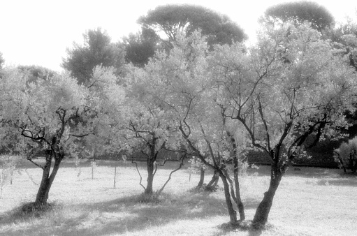 Monochrome black and white landscape infrared panorama outdoors