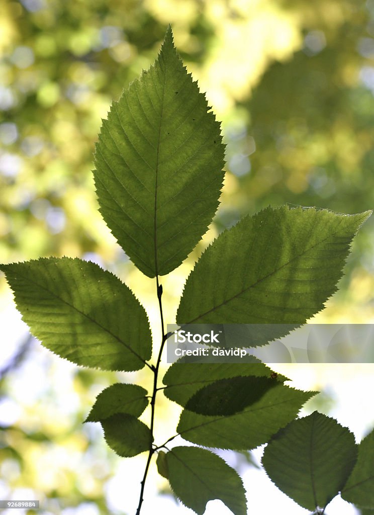 Leuchtendes Blätter - Lizenzfrei Ast - Pflanzenbestandteil Stock-Foto