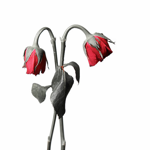Flores Rotas - Banco de fotos e imágenes de stock - iStock Flores Rotas - Banco de fotos e imágenes de stock - iStock