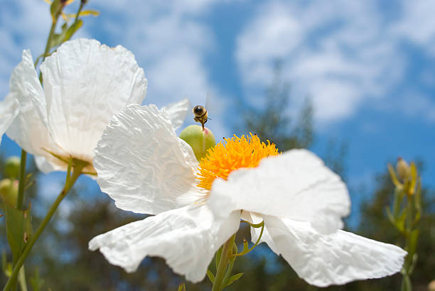 Flower with Bee Flying Away stock photo