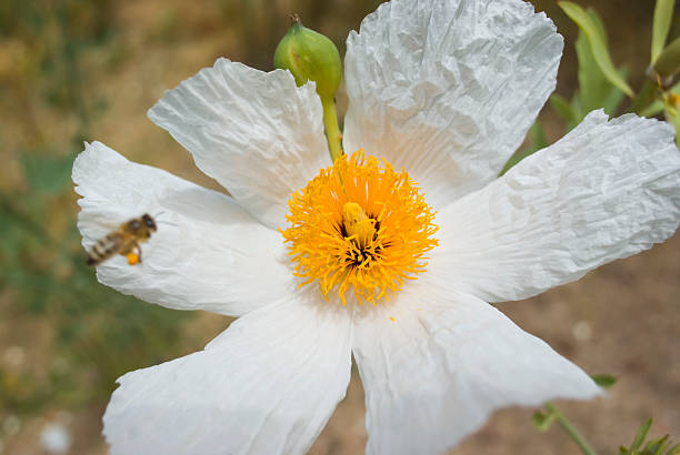 Flower with Bee stock photo