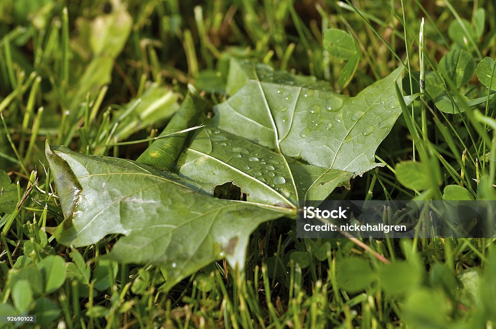 Maple leaf Maple leaf. Autumn Stock Photo